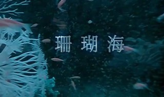 珊瑚海歌词 珊瑚海歌词表达什么意思
