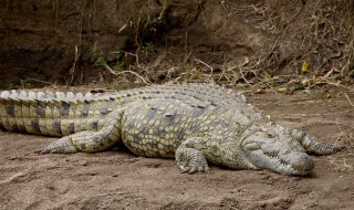 世界上最大的鳄鱼 世界上最大的鳄鱼是什么鳄鱼