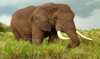大象一般采取什么方式防晒 大象一般是用什么方式防晒的