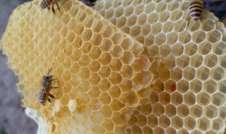 常见的蜂蜜有几种（常见的蜂蜜有几种品种）