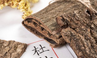 杜仲茶的作用与功效及冲泡方法（杜仲茶的作用与功效及冲泡方法视频）