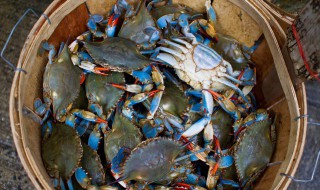 蒸海蟹开锅需要几分钟 蒸海蟹开锅需要几分钟才能吃
