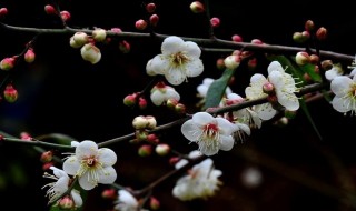 梅花能吃吗（梅花能吃吗可以生吃吗）