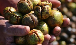 农村常见的山茶籽有什么作用 山茶籽用途