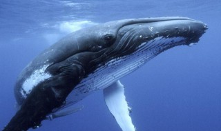 鲸鱼体是什么意思 鲸鱼体长什么样