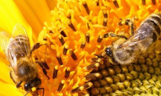 把蜂蜜取走蜜蜂不会饿死吗（蜂蜜是蜜蜂的唾液还是排泄物）
