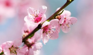 桃花和茉莉能一起泡吗（桃花和茉莉花可以一起泡吗）