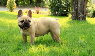 法国斗牛犬介绍（法国斗牛犬的介绍）