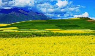 门源油菜花介绍（门源油菜花游玩攻略）