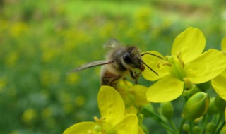 梦见蜜蜂是什么预兆 梦见蜜蜂是什么预兆和蜂巢