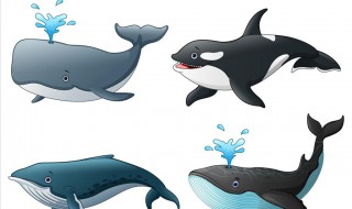 鲸鱼身上的藤壶是什么东西 鲸鱼身上的滕壶
