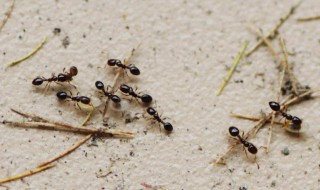 蚂蚁搬家的过程（蚂蚁搬家的过程50字）