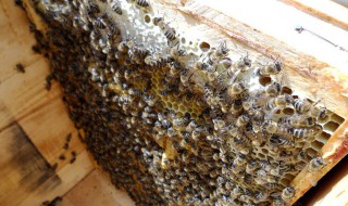 蜂窝是怎么形成的 蜜蜂的蜂窝是怎么形成的