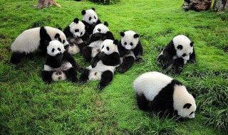大熊猫生活习性