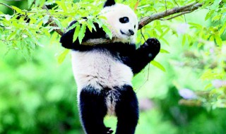 大熊猫基本资料 大熊猫的基本资料
