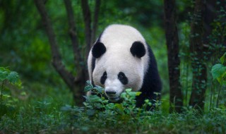 大熊猫相关知识 大熊猫相关知识三年级