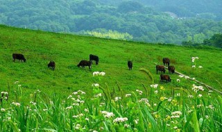 生态平衡指是什么意思（生态平衡是啥意思）