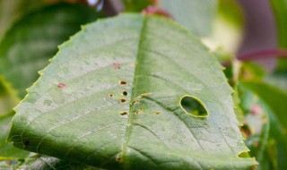蚜虫的危害 蚜虫的危害有哪些特点