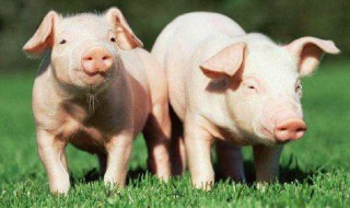 猪一样的队友前一句是什么 猪一样的队友前一句是什么呢