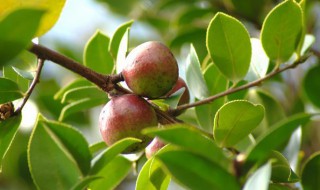 茶油树种植需要哪些地理条件气候条件 茶油树种植的相关知识
