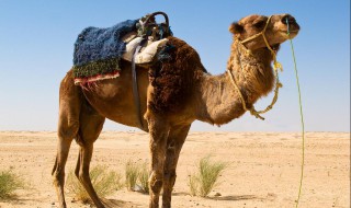 骆驼祥子主要包含哪些含义（骆驼祥子主要包含哪些含义和内容）