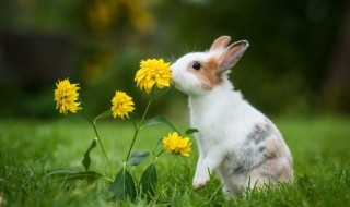 兔子英文怎么读音 兔子英文怎么读音发音英语