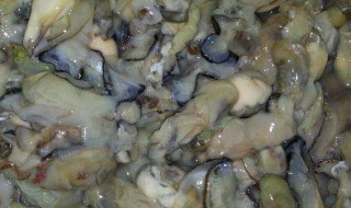 海蛎的营养价值及功效 牡蛎营养价值及功效与作用