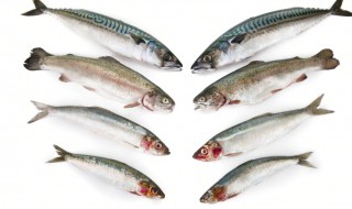 鲅鱼的营养价值及功效 鲅鱼的营养价值及功效与作用