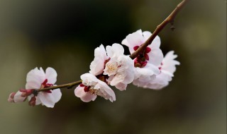 南京的市花是什么（南京的市花是什么话）