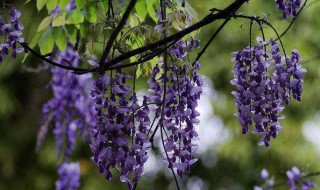 紫藤花的花语和寓意（紫藤花的花语和寓意图片）