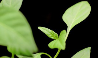 牙苗菜的种植方法 牙苗菜的种植方法需要施肥吗