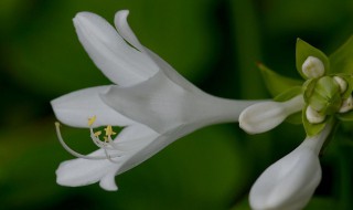 白玉簪花的养殖方法 白玉簪花的养殖方法视频