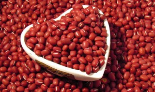 红豆种植时间和方法（红豆种植时间和技术）