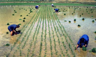 水稻种子催芽的五种方法 水稻种子催芽的五种方法视频