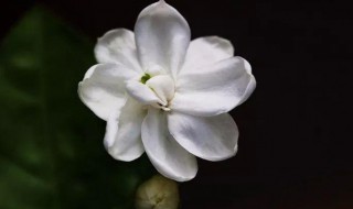 笔尖茉莉的养殖方法和注意事项 笔尖茉莉一年开几次花