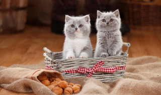 2至6月幼猫喂养方法 2至6月幼猫喂养方法幼猫可以吃鸡肝吗