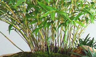 簕竹的养殖方法和注意事项（小叶簕竹能养几年）