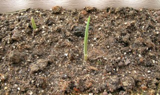 铃兰根种植后多久发芽 铃兰根种植后多久发芽出土