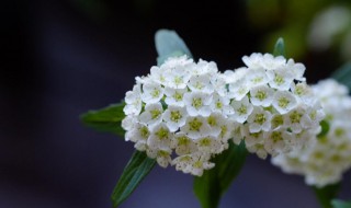 小手球的花语和寓意（小手球的花语是什么）