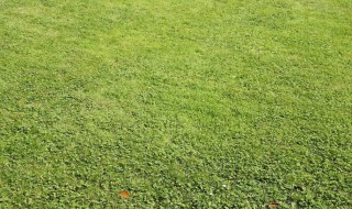 常见的绿化草有哪些 常见的绿化草有哪些图片