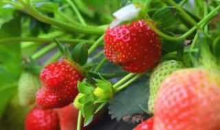 适合北方露天种植的草莓品种（适合北方露天种植的草莓品种）