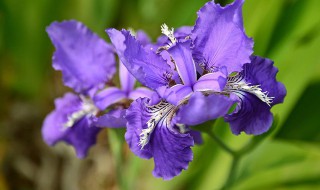紫色鸢尾花花语是绝望的爱吗（紫色鸢尾花的寓意和象征）