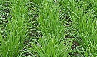 黑麦草的种植季节和种植方法（黑麦草的种植季节和种植方法苜蓿的种植时间）