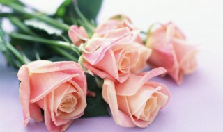 浅粉色玫瑰花语代表什么 浅粉色玫瑰花的花语