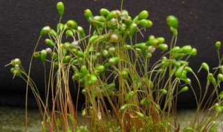 葫芦藓的植株分为几部分 葫芦藓分为几部分各有何特点