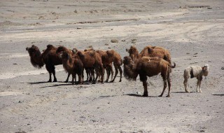 骆驼驼峰里储存的是什么 大象走路时长鼻子不停的摆动是为了什么