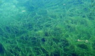 螺旋藻怎么吃 大连特产螺旋藻怎么吃