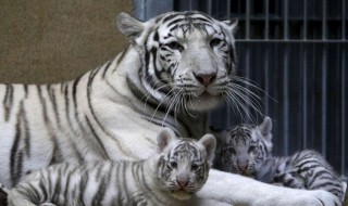 动物园最忙的老虎是怎么回事 动物园里的老虎――可望而不可即