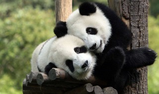 为什么大熊猫是国宝（为什么大熊猫是国宝的原因）