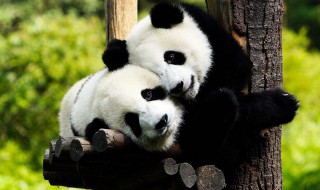 大熊猫一级保护动物吗 找到错误的地方 大熊猫是国家一级保护动物